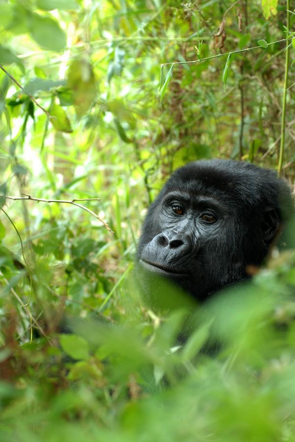 Nkuringo Bwindi Gorilla Lodge Экстерьер фото