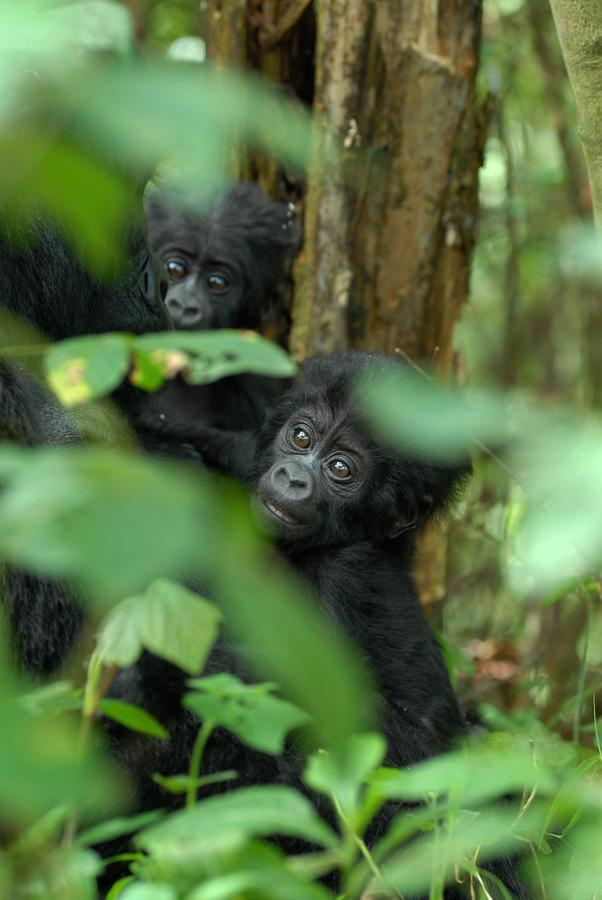 Nkuringo Bwindi Gorilla Lodge Экстерьер фото